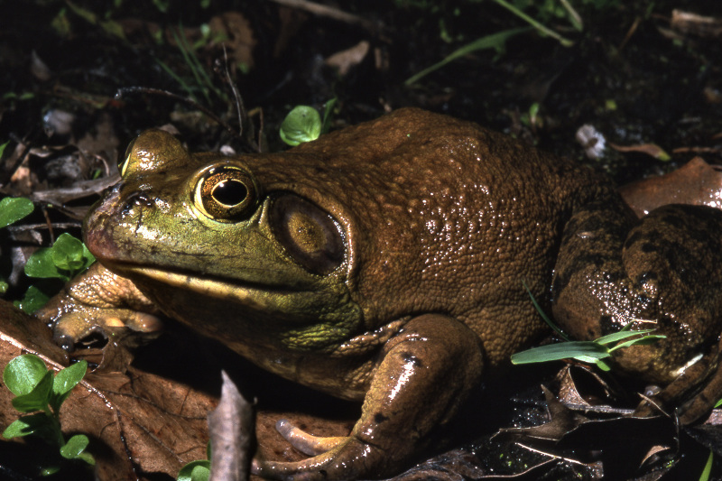Bull frog (Lithobates catesbeiana). Bull frog (Lithobates catesbeiana). Credit: Sally Ray
